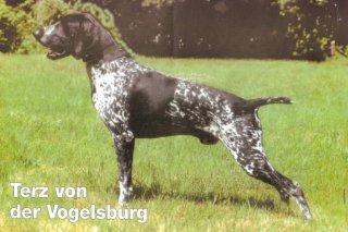 Terz von der Vogelsburg