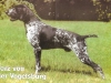 Terz von der Vogelsburg