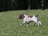 Arthus - ab und davon mit Wachtel!