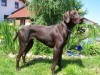 ZB-Nr. 0233/07 Beta KS von der Königsleite