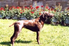 Bella´s Formwerte