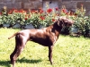 Bella im heimischen Garten