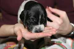 B-Wurf in der 3. Woche