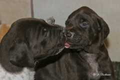 B-Wurf in der 4. Woche