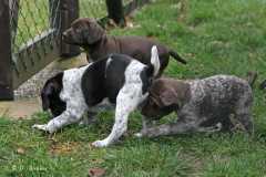 B-Wurf in der 5. Woche