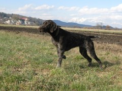 Carmen (Zara) ZB-Nr. 0918/08