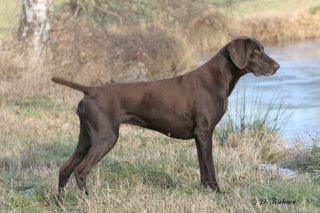 Bella vom Schwabachtal