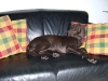 Mein Sofa!
