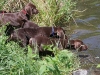 Der Weiher ist eindeutig zu tief ....!