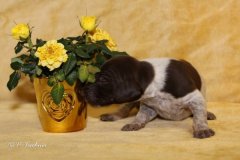 F-Wurf-2. Lebenswoche