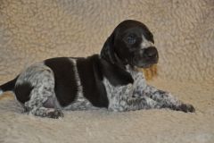 F-Wurf-3.Lebenswoche