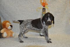 F-Wurf-5.Lebenswoche