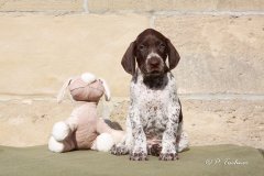 F-Wurf-6.Lebenswoche