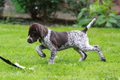 F-Wurf-7./8. Lebenswoche