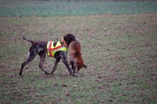 Ein Fuchs wurde erlegt -