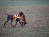 Ein Fuchs wurde erlegt -