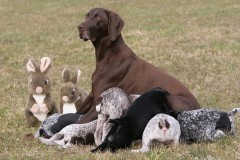 Der Osterhase wird gesucht