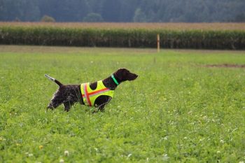 Dann ging es ins Feld - Hanna seht einen Fasan vor - wunderbar