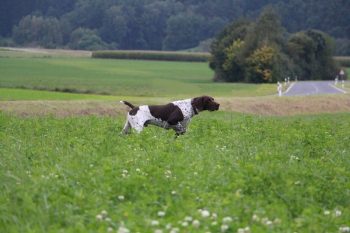 Und der Max! Der macht richtig Freude beim Zusehen! Toller Bursche