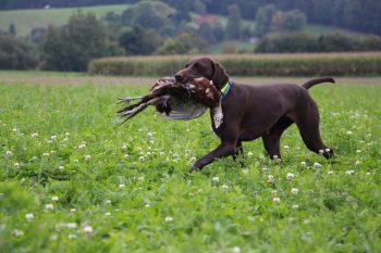 Nach dem Vorstehen wurde Verlorenbringen geübt - das passt