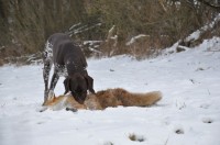 Dax und Fuchs...