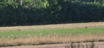 flüchtendes Rehwild...