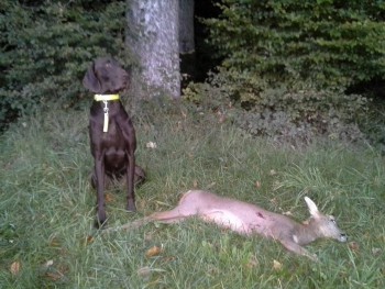 Esko anerkannter Nachsuchenhund in Österreich
