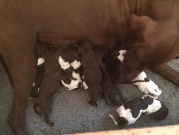 9 tolle Welpen - das haben die beiden gut gemacht!